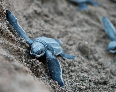 Sea Turtles Are Hatching in Florida - SUNFLOW is Here to Help